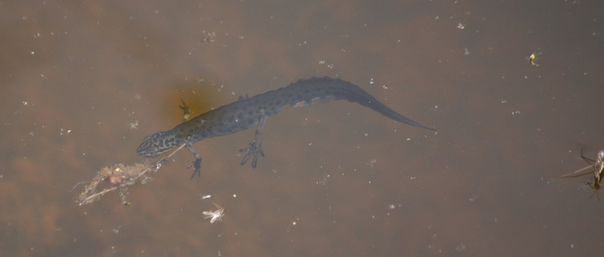 Common newt